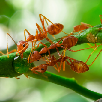Red ants on a green stem